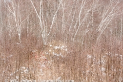 langevin-abstract-3100039