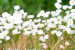 langevin-abstract-7010324