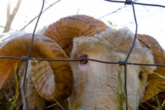 Langevin-Jeff_Farms-0301