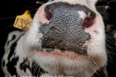 Langevin-Jeff_Farms-1071
