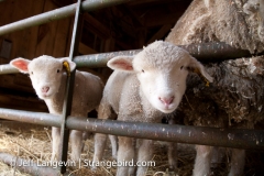 c66-Langevin-Jeff_Farm-0826