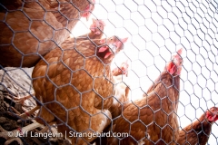 c9-Langevin-Jeff_Farm-0867