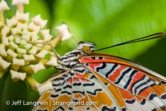 Langevin-Jeff_Nature-0011