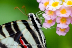 Langevin-Jeff_Nature-0063