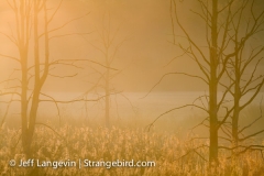 Langevin-Jeff_Nature-0074