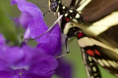 Langevin-Jeff_Nature-0134