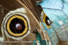 Langevin-Jeff_Nature-0155