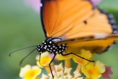 Langevin-Jeff_Nature-0194