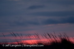 Langevin-Jeff_Nature-1594