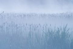 Langevin-Jeff_Nature-2489