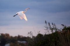 Langevin-Jeff_Nature-3196