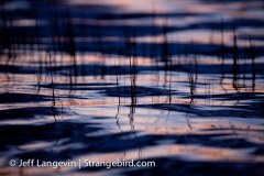 Langevin-Jeff_Nature-3247