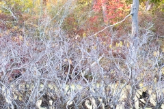 langevin-nature-0570