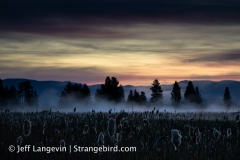langevin-nature-2477