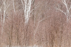langevin-nature-3100044