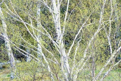 langevin-nature-5200137