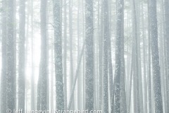 langevin-nature-6290366