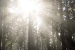 langevin-nature-6290398