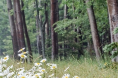 langevin-nature-7010339