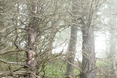 langevin-nature-7010427