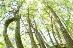 langevin-nature-9130110